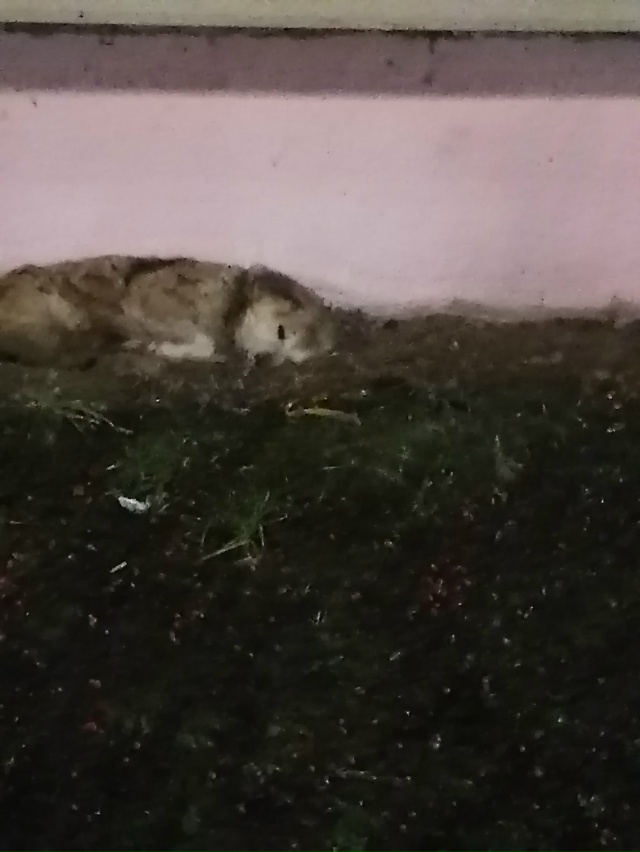 Шла домой с ребёнком, увидели бедную собачку мокнет по?...