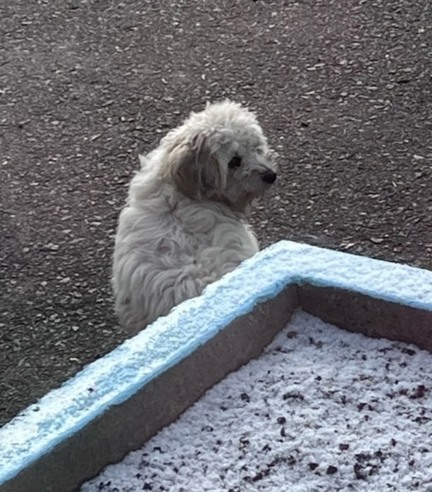 Болонка с КПП Зеленогорска это моя Буля! Третий месяц ?...