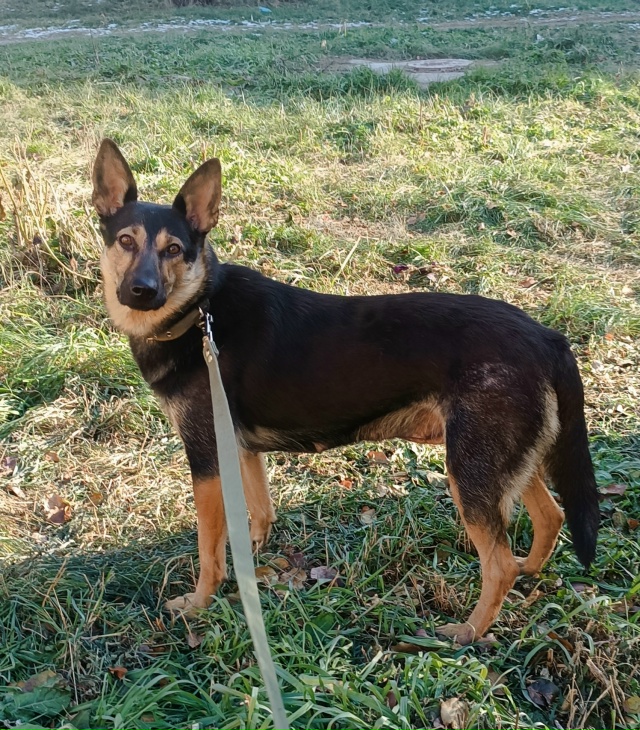 Пристраивается красивая собака Берта в ответственные...