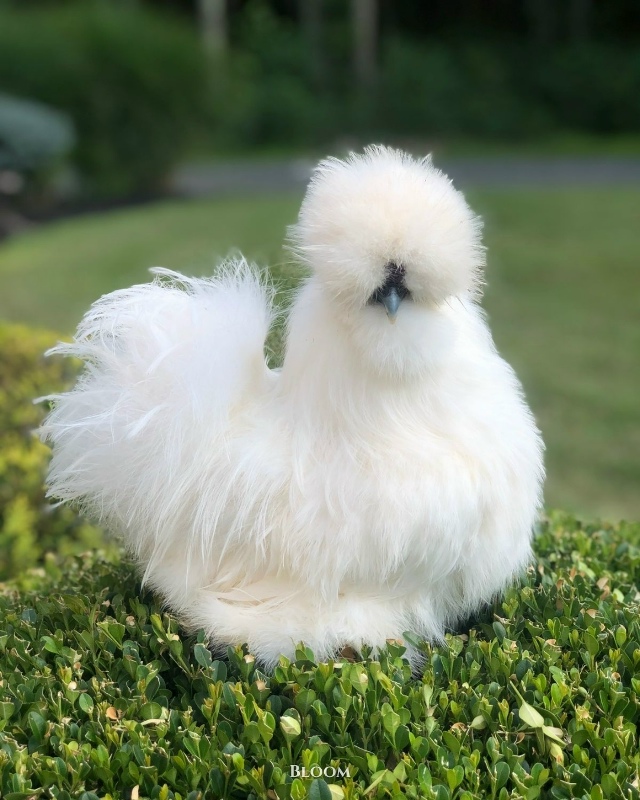 Это китайские шёлковые курочки — одна из самых необыч?...