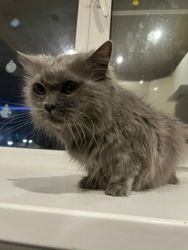 Всем доброе утро.
Вчера вечером нашли кошечку в подъез...