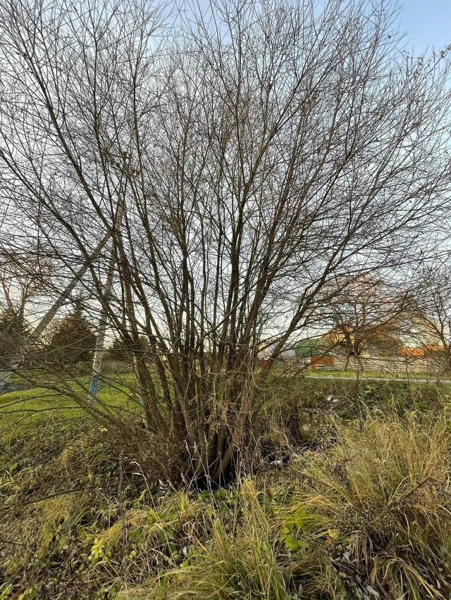 Уважаемая администрация сделайте пожалуйста тропинку...