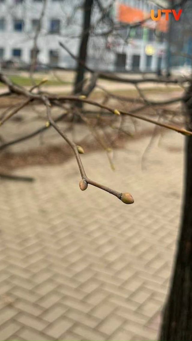 🌱 В Стерлитамаке и Салавате на деревьях расцветают по...
