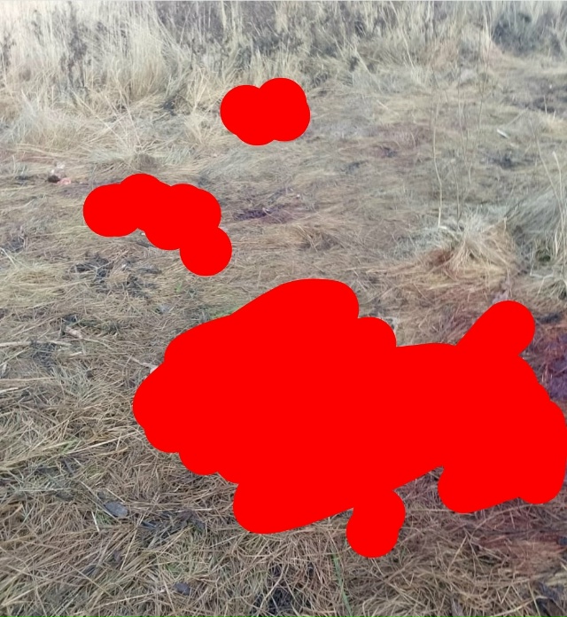 Вот так вот охотятся теперь в Ярославской области, Рос?...