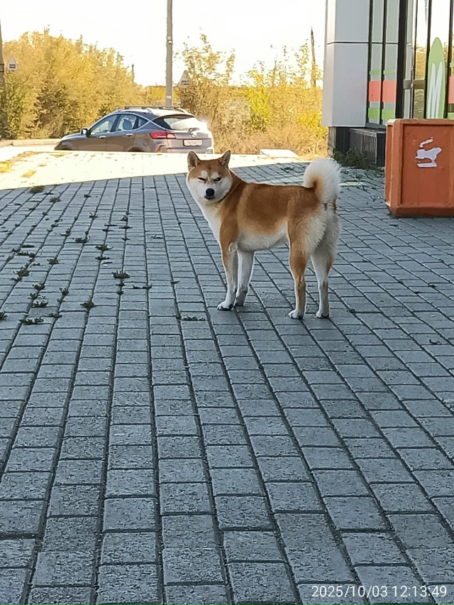 На ул. Федячкина 37а бегает сиба, кобель. Кто красавца та...