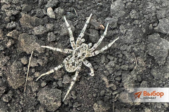 На дачах Салавата появился гигантский тарантул! 🕷️
В...