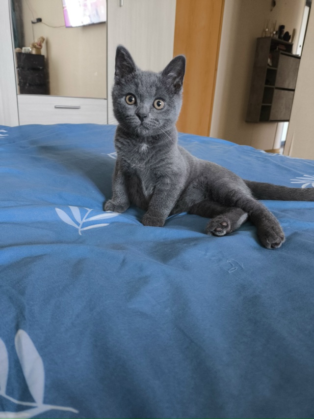 Добрый день. Пропал котенок, породы Британец. Серый с я?...