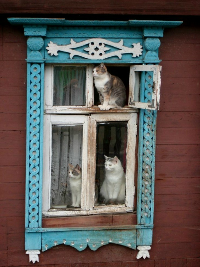 Присылаем своих пушистых