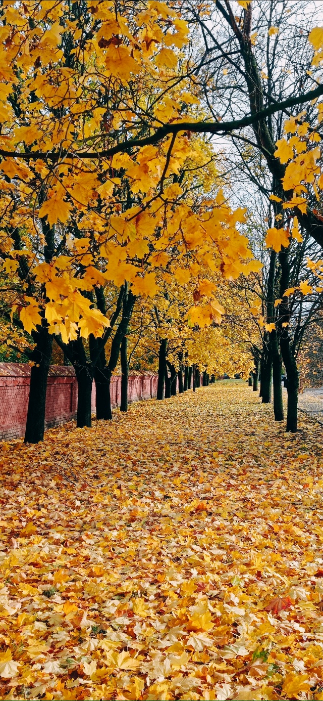 Золотистым покрывалом накрывает землю чудесная Госпо?...