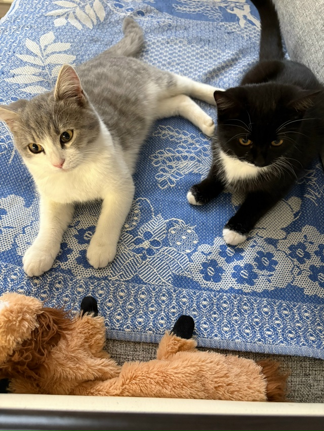 Отдам в хорошие руки 2х кошечек, недавно подкинули кошк...