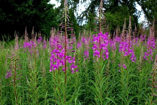 Принимаем Иван - чай.
Организация принимает лист Иван-ч...