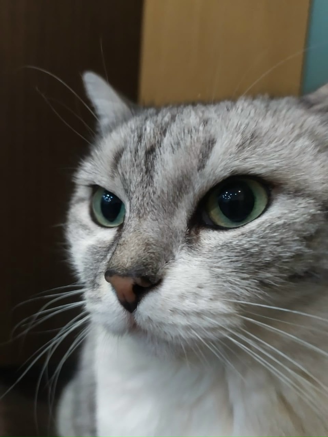 Потерялась кошка в районе ул.Маяковского, домашняя, ла?...