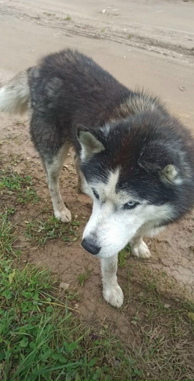 Пропала собака. Отзывается на кличку 