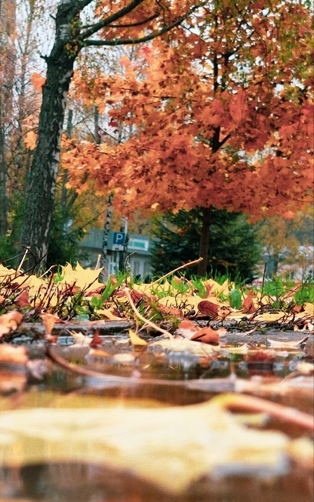 Осеннее Брагино 🍁 Ярославль ❤
📷 Мария Гребеньщиков?...