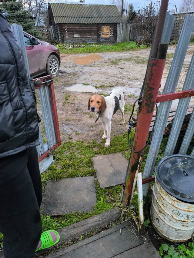 Кто потерял собаку! Вышел в Белоусове!