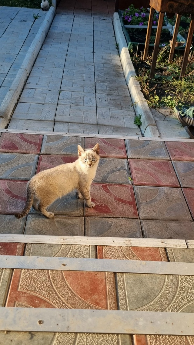 Помогаю информационно!!!
Пристраиваются котята в добры...