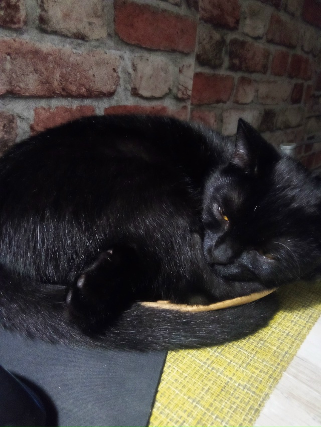 Трехлапый особенный Малевич скучает без друзей в вазе ...