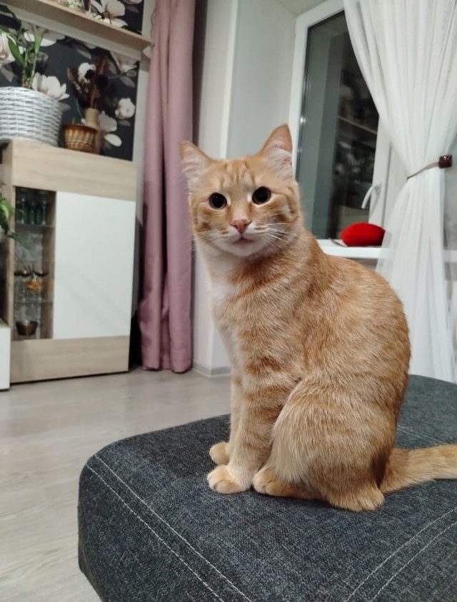 потерялся котик по кличке Симба, домашний
на улице Сос...
