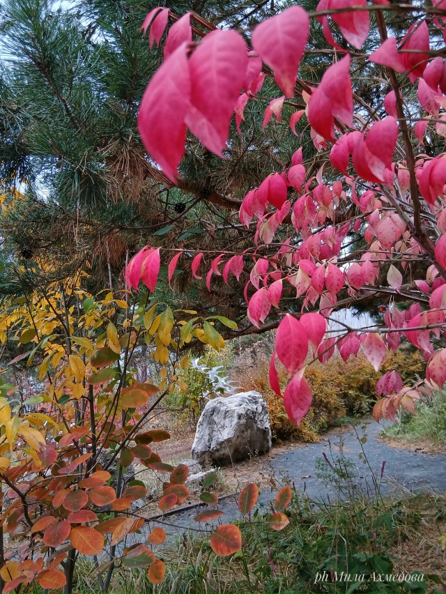 Тольяттинский лес, полон неожиданностей.🌲🐘🍁