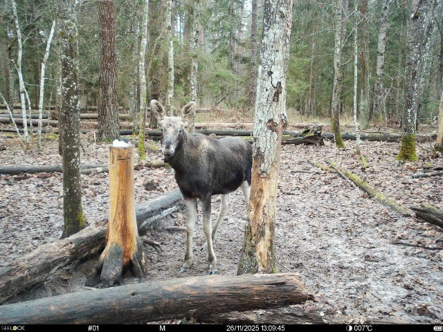 ‼️ В заповеднике «Брянский лес» обустроили солонцы д?...