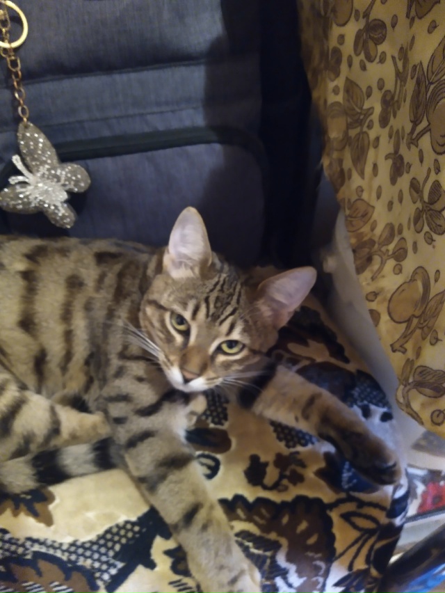 Потерялся котёнок, может кто-нибудь видел в районе ско?...