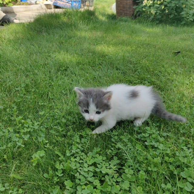 Очаровательные котята ищут добрых хозяев. Возраст око?...