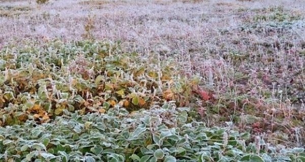 В Курской области прогнозируются заморозки.
Сегодня ?...