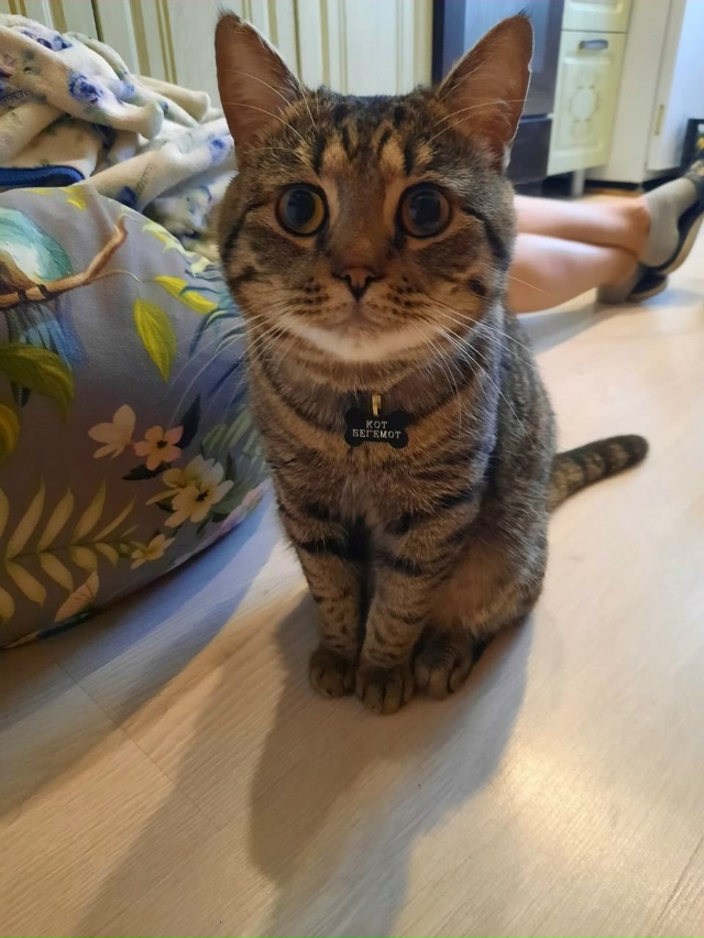 Кот Бегемот