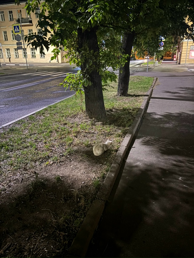 На углу дома 27 улица Флотская, увидела кошку, бело-беже?...