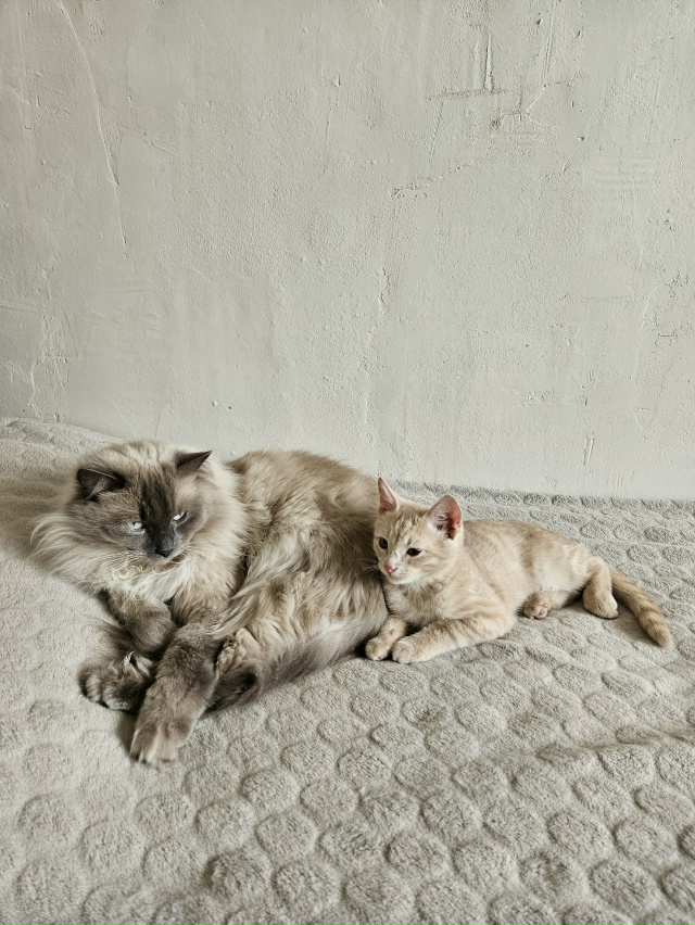 Ну штош, я считаю, что я ебанько, а мне сказали, что я с д?...