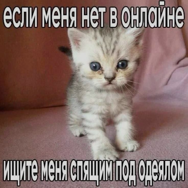 Ночная подборочка
Спать, режим