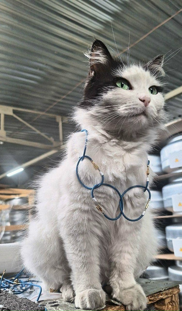 Эвоно как, змея подколодная, принарядилась. Видать соб?...