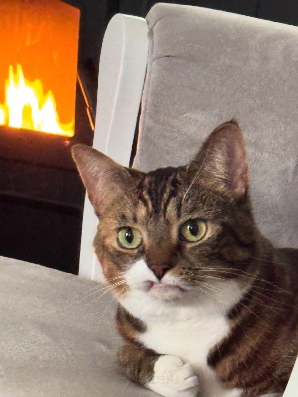 У этой кошки по кличке Прелесть нет двух верхних клыков, из-за чего она жёстко завирусилась в инете