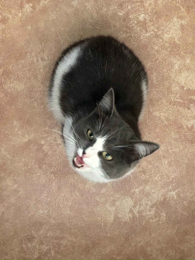 Пропала кошка. Может быть где-то в районе жд и авто вокз...