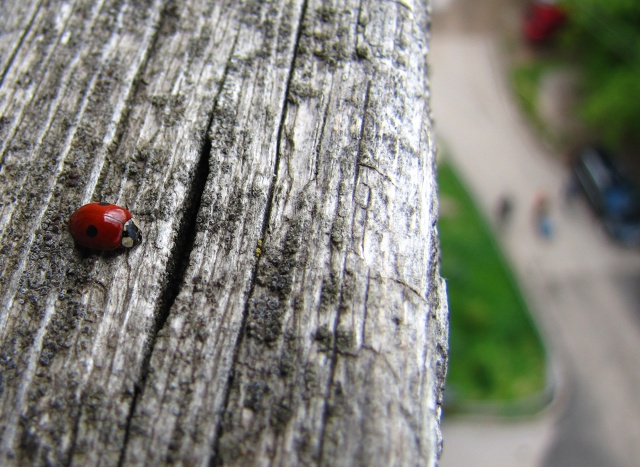 Вот бы лето 🐞