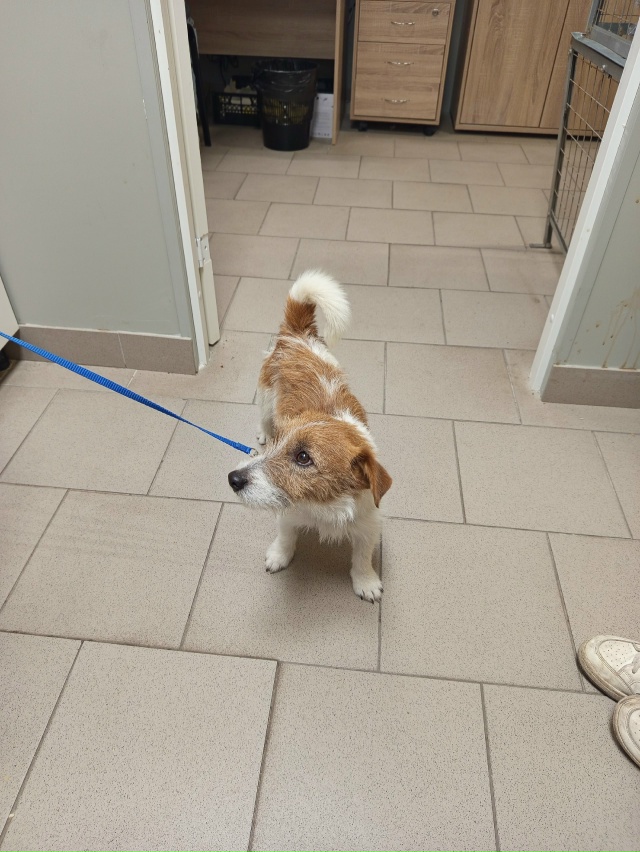 Найдена собака с ошейником в районе 9 мая. Обращаться в ...