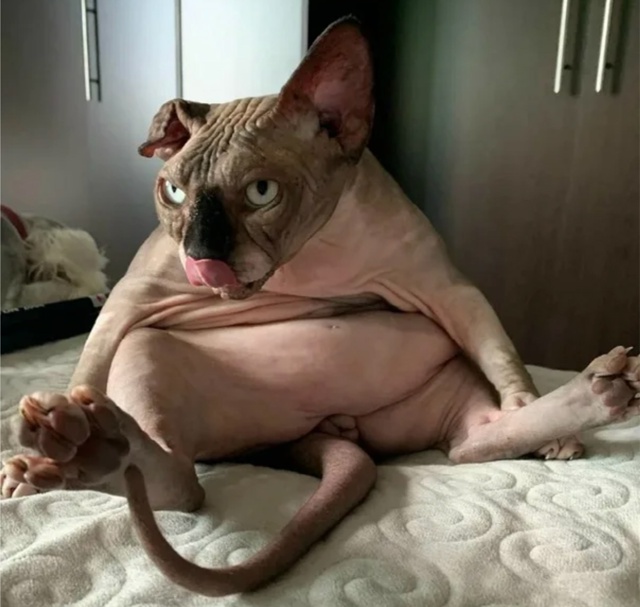 ✅У кошек есть инстинкт гнездования , который является ...