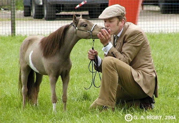 Самая маленькая лошадь!
Эта порода носит название фал?...