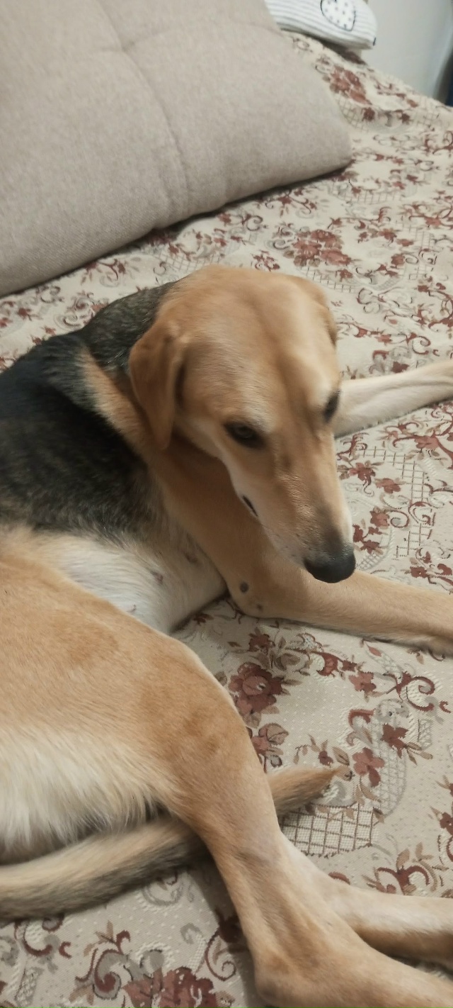 20 ноября в районе Корсаково- Кичибухино потерялась соб...