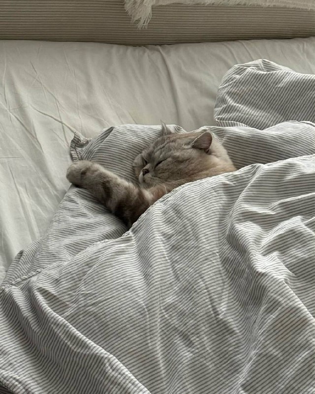 Укрываемся одеялком и споть :3