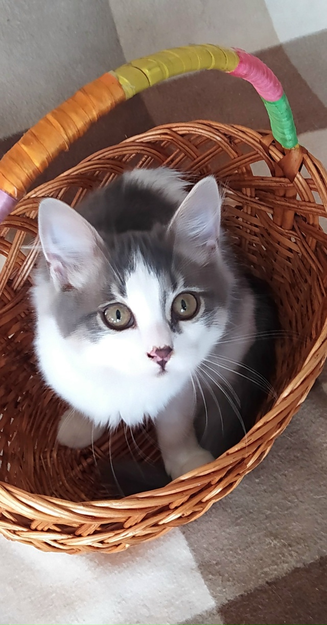 Здравствуйте! Эти два малыша были спасены из холодного...