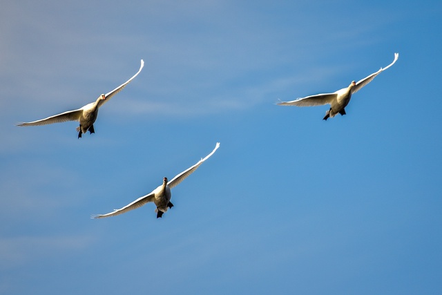 Завораживающая красота лебединого полёта.