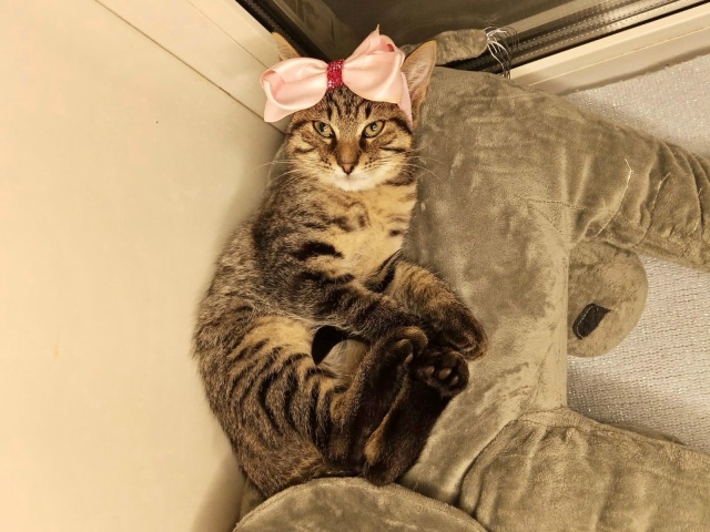 Спб и Лен.обл
🏡ЗОЯ и ЛОЛА в поиске семьи
Малышкам 3 мес,...