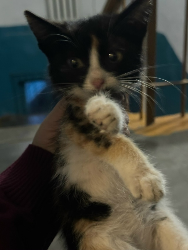 Анонимно пожалуйста!
Подбросили маленького котёнка н...