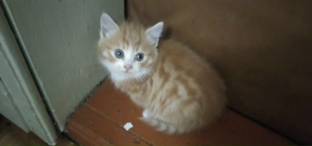 СРОЧНО!!! Найден котёнок на ул. Спортивной неделю назад....