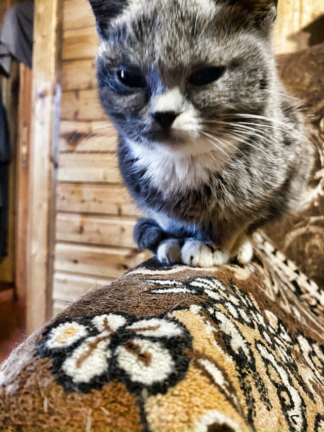 ( анонимно пожалуйста)
Добрый день! ☀
🐈🐈‍⬛ с насту?...