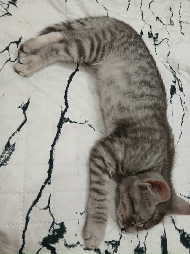 Наш новый зверь. Маркиза. Спит так, как-будто сутками ра...