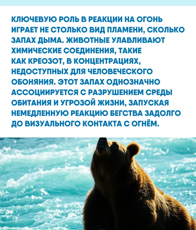 Мы часто упрощаем поведение животных, сводя его к набо?...