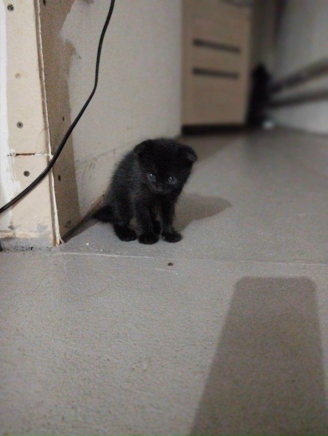 Отдам двух котиков. К лотку при ученые, кушают всё
Подп...