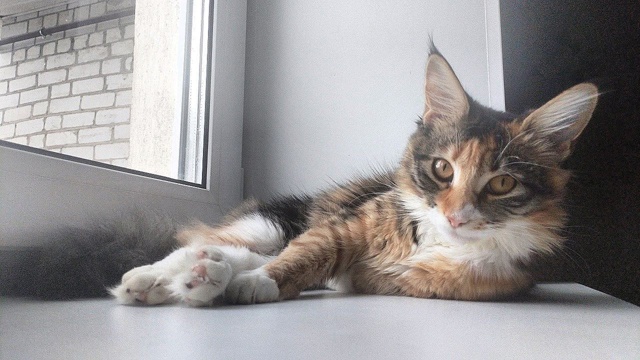 Пропала кошка в районе Аэропорт. К улице не приучена. Е?...